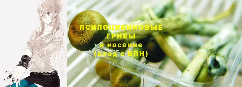 kraken ссылки  Бородино  Псилоцибиновые грибы Psilocybine cubensis 